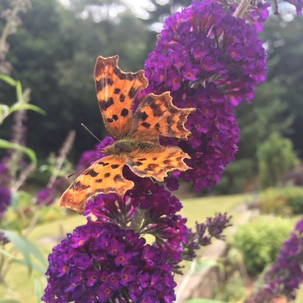 Butterfly Count ,Comma Butterfly on Black Prince Buddleia, Butterfly bush,